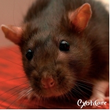 onde tem clínica para roedores Vila Medeiros