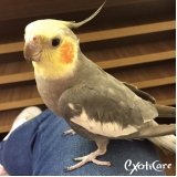 onde tem hospedagem para aves Nossa Senhora do Ó