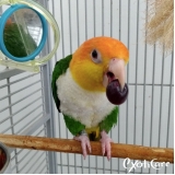 onde tem hotel para aves Jardim Bonfiglioli