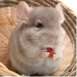 onde tem hotel para roedores Vila Romana