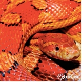 onde tem veterinário animais silvestres Parque Mandaqui