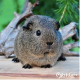 onde tem veterinário de porquinho da índia Pirituba