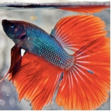 onde tem veterinário para betta Freguesia do Ó