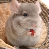 onde tem veterinário para chinchila Barra Funda