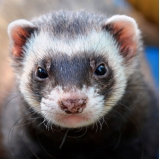 onde tem veterinário para ferret Jardim Bonfiglioli