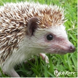 onde tem veterinário para hedgehog Freguesia do Ó