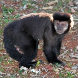 onde tem veterinário para macaco Parque Peruche