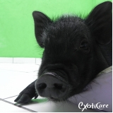 onde tem veterinário para minipig Piqueri