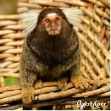 onde tem veterinário para sagui Piqueri