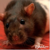 onde tem veterinário silvestre Butantã