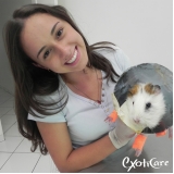 porquinho da índia doente Pinheiros