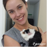 Veterinário Especialista em Porquinho da índia