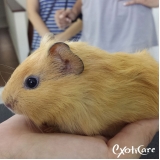 porquinhos-da-india-castracao-para-porquinho-da-india-consulta-veterinario-porquinho-india-preco-higienopolis