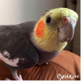 qual o valor de veterinário calopsita Mandaqui