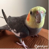 qual o valor de veterinário especialista em calopsita Santa Cecília