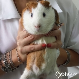 quanto custa consulta veterinário porquinho índia Tucuruvi