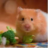 quanto custa veterinário de hamster Jardim São Paulo