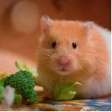 quanto custa veterinário hamster Parque São Domingos