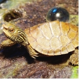 Veterinário de Tartaruga em Sp