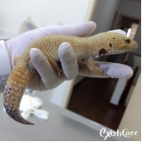Veterinário para Gecko