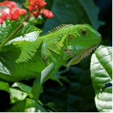 Veterinário para Répteis