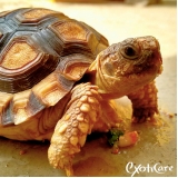 Veterinário para Tartaruga