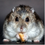 Castração de Roedores