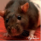 Veterinário para Rato