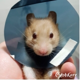 Veterinário Roedores