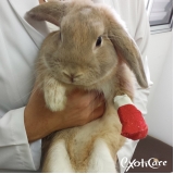 veterinarios-veterinario-para-anfibios-encontrar-veterinario-para-minipig-pinheiros