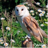 valor de clínica para pássaros Alto da Lapa