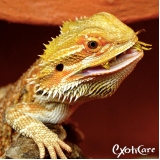 valor de clínica para répteis Vila Albertina