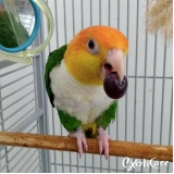 valor de especialista em pássaros Zona oeste