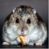 valor de hotel para hamster Jardim Adhemar de Barros