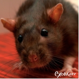 valor de veterinário rato Rio Pequeno