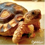 veterinário animais silvestres valor Pacaembu