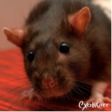 veterinário animais silvestres Cachoeirinha