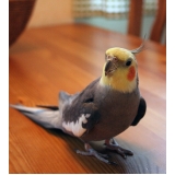 veterinário consulta calopsita valores Higienópolis