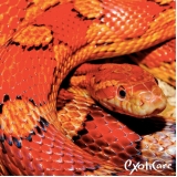 veterinário de animais silvestres valor Pompéia