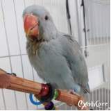 aves-veterinario-aves-clinica-de-veterinario-de-aves-jardins
