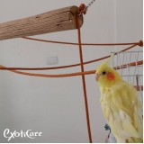 veterinário de calopsita exame Cerqueira César