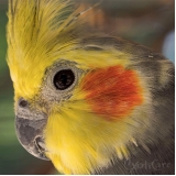 veterinário de calopsita Pompéia