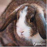 veterinário de coelho 24 horas Água Branca