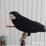 veterinário de pássaros filhotes qual o valor Carandiru