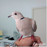 veterinário de pássaros Lapa