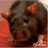 veterinário de rato Pirituba