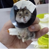 veterinário de roedores Boaçava