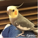 veterinário especialista em aves Lauzane Paulista