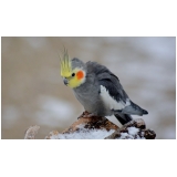 veterinário especialista em calopsita valores Pinheiros