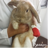 veterinário especialista em coelho Pompéia